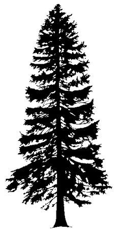 236x470 Collection Of 'douglas Fir Silhouette' Download More Than