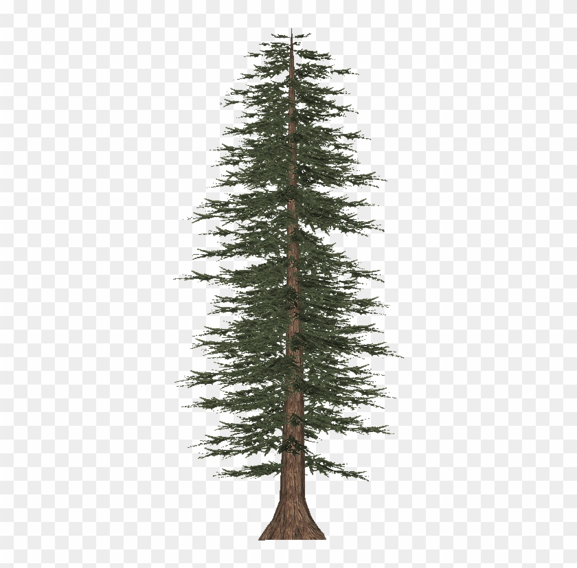 Redwood Tree Vector at Vectorified.com | Collection of Redwood Tree ...