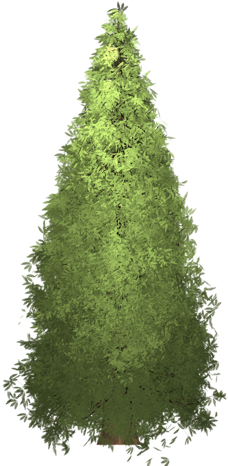 333x679 Redwood, Tree, Painted Tree, Green