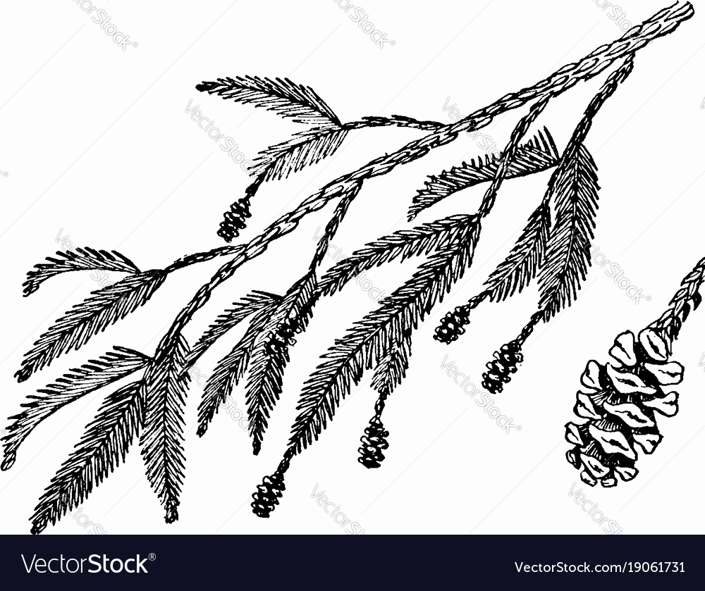1000x839 Elegant Redwood Tree Vector Of The Day Torah Wallpaper