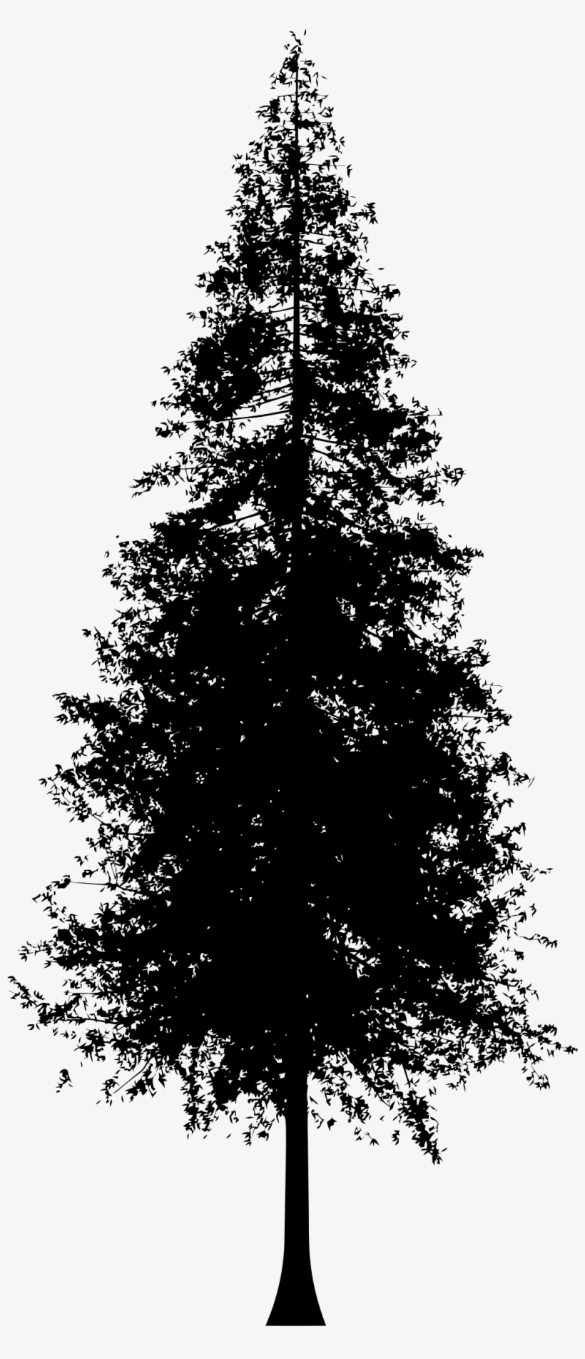820x1904 Redwood Tree Png, Png Collections
