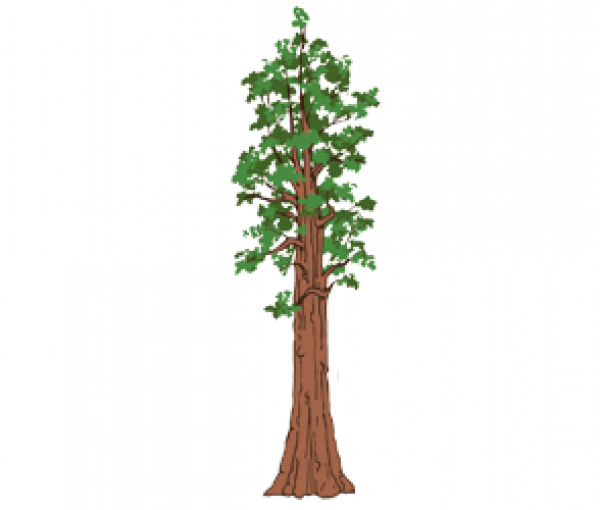 600x510 Redwood Tree Png Images