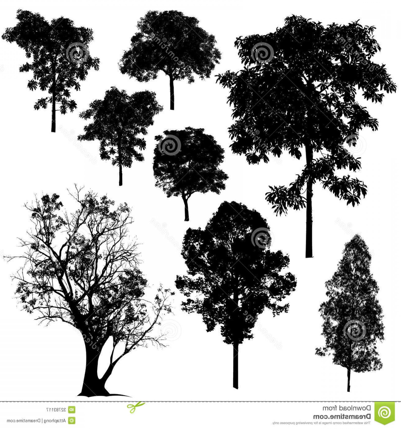 1560x1668 Redwood Tree Silhouette