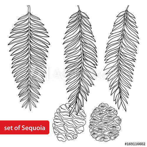 500x500 Vector Set With Outline Sequoia Or California Redwood In Black