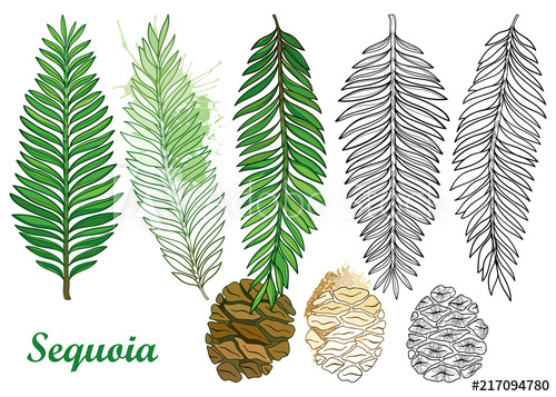 500x357 Vector Set With Outline Sequoia Or California Redwood In Black