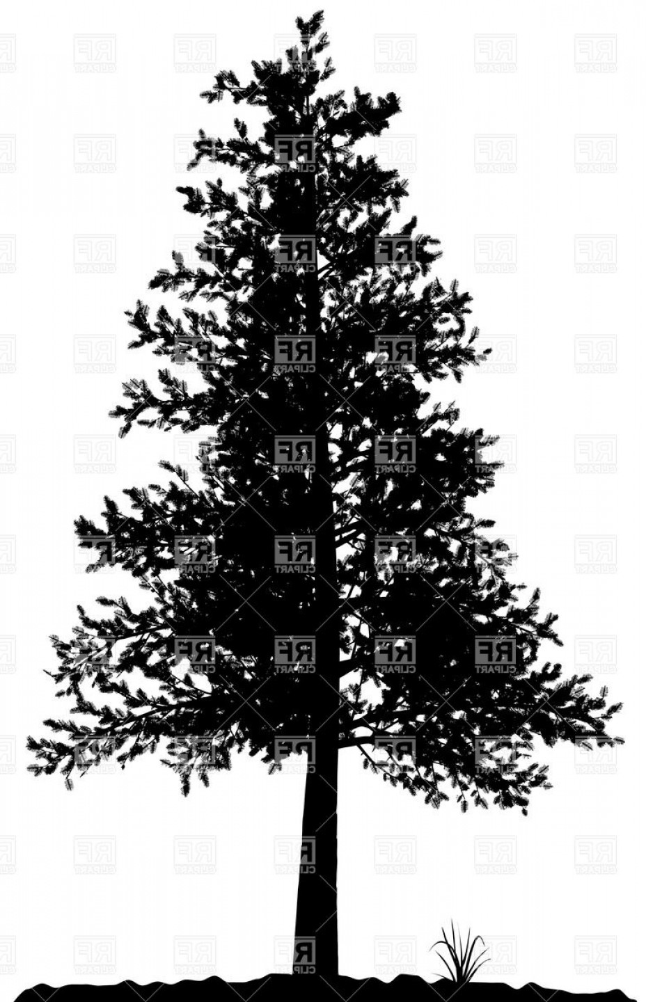 928x1440 High Detailed Pine Tree Silhouette On White Background Vector