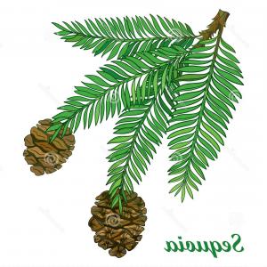 Raster Watercolor Fir Tree Branches Vector Hoodamathrun 300x300 Raster Watercolor Fir Tree Branches Vector Hoodamathrun