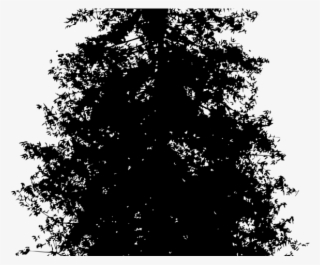 Redwood Tree Png, Transparent Redwood Tree Png Image Free Download 320x265 Redwood Tree Png, Transparent Redwood Tree Png Image Free Download