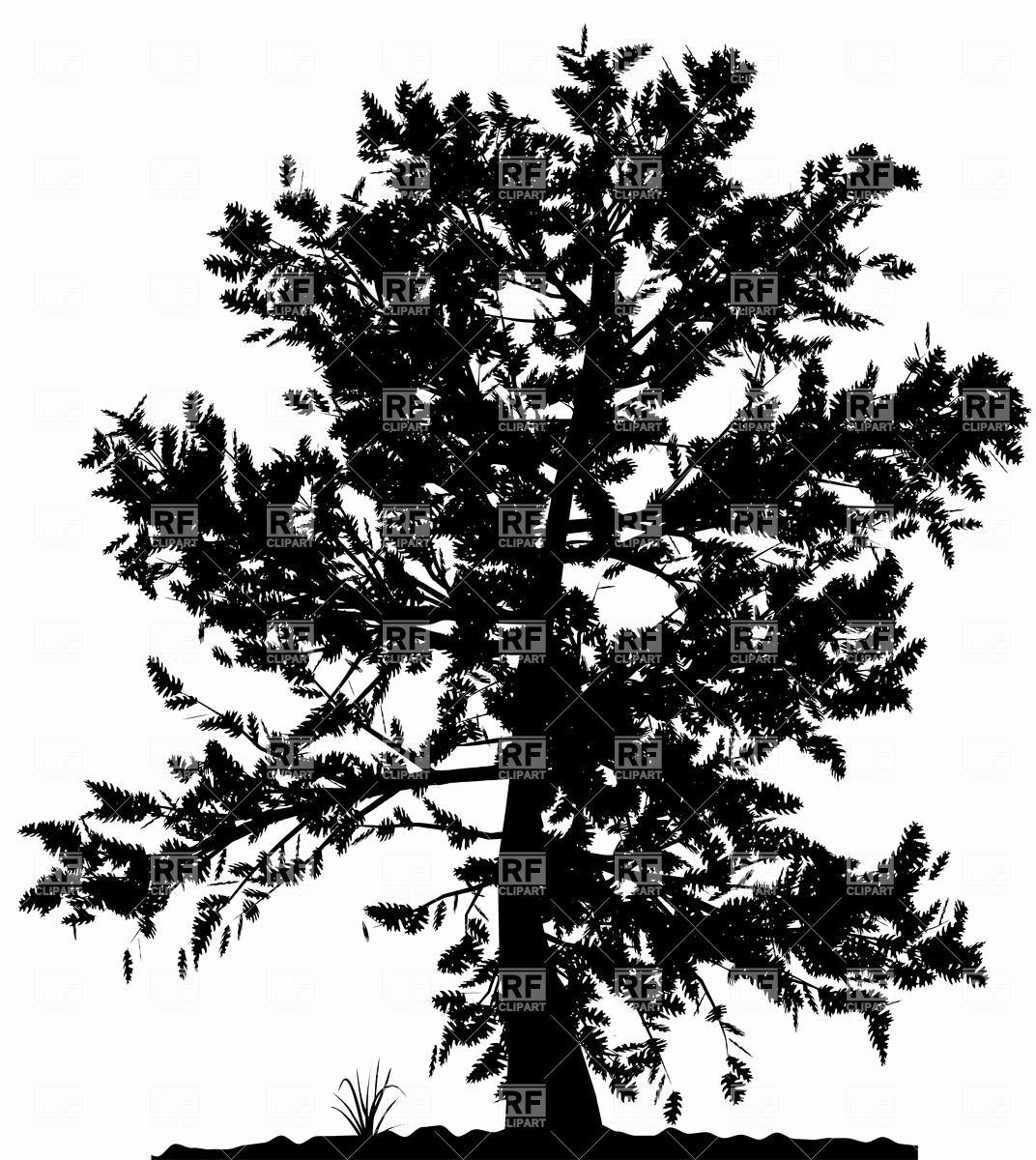 Elegant Redwood Tree Vector Of The Day Torah Wallpaper 1072x1200 Elegant Redwood Tree Vector Of The Day Torah Wallpaper