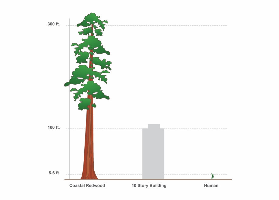Redwood Vector Pine Tree 920x660 Redwood Vector Pine Tree