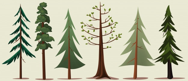 Redwood Vectors, Photos And Free Download 626x272 Redwood Vectors, Photos And Free Download