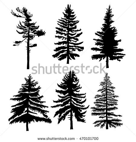 Silhouette Of A Redwood Tree 450x470 Silhouette Of A Redwood Tree
