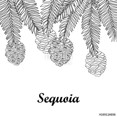 Vector Branch With Outline Sequoia Or California Redwood Isolated 500x500 Vector Branch With Outline Sequoia Or California Redwood Isolated