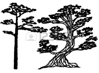 Redwood Tree Silhouette Couple Of Ink Conifer Trees Natural 350x257 Redwood Tree Silhouette Couple Of Ink Conifer Trees Natural