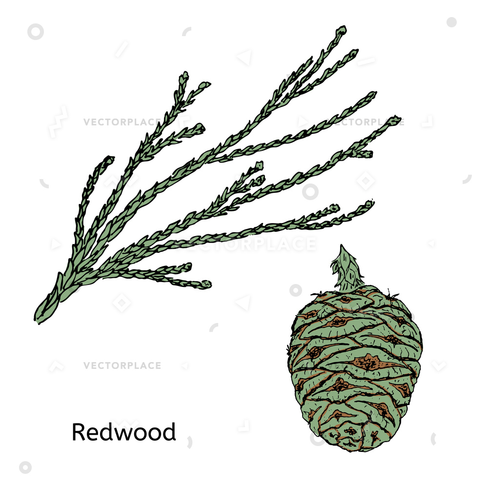 Colorful Drawing Redwood Or Sequoia Concept Vector Illustration 1000x1000 Colorful Drawing Redwood Or Sequoia Concept Vector Illustration