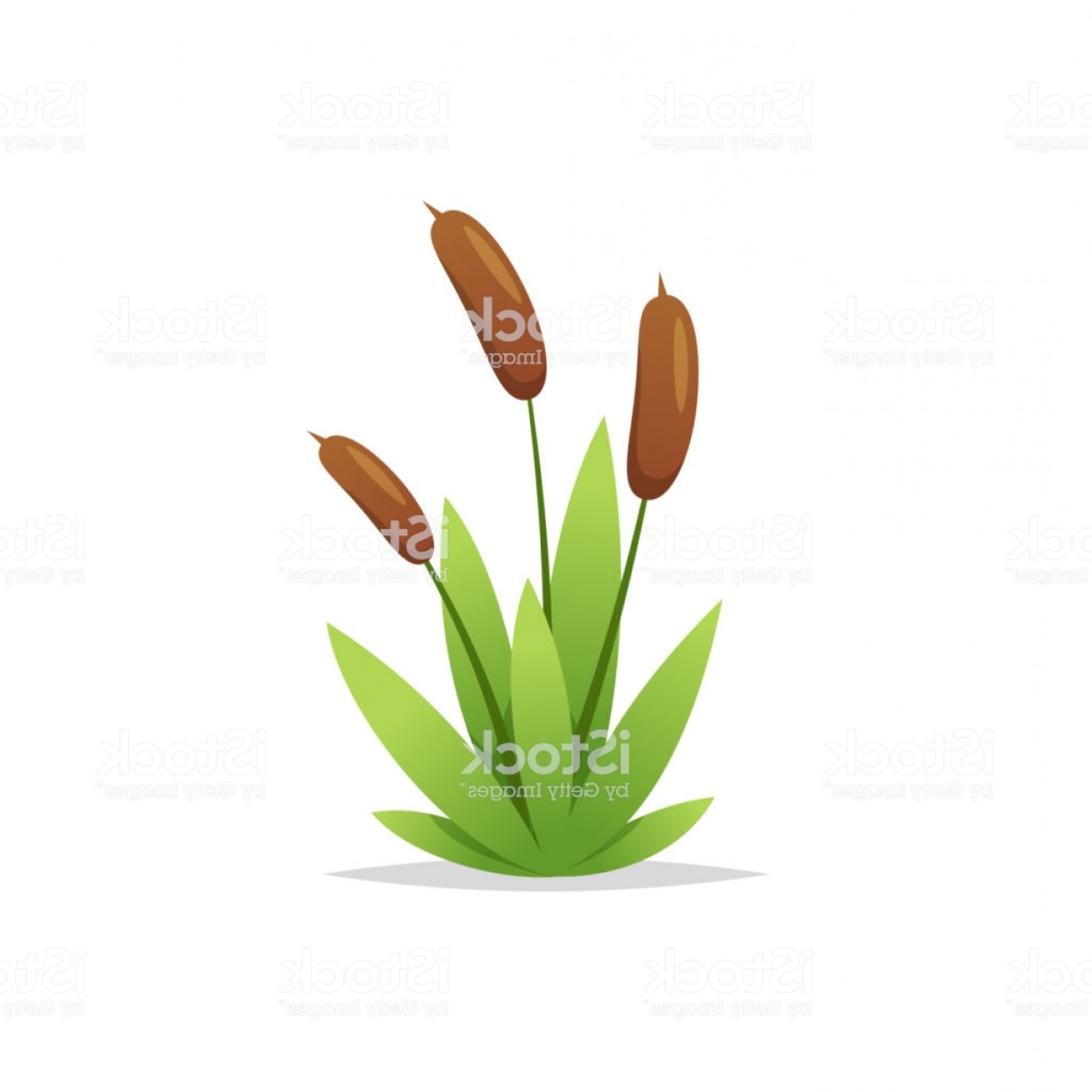 1228x1228 Reed Grass Cattail Vector Isolated Gm Hoodamathrun