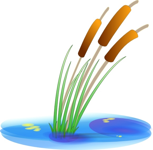 581x573 Reed Clip Art Free Vector In Open Office Drawing