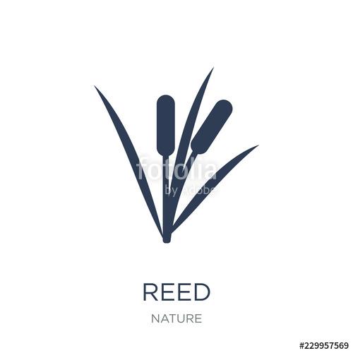 500x500 Reed Icon Trendy Flat Vector Reed Icon On White Background