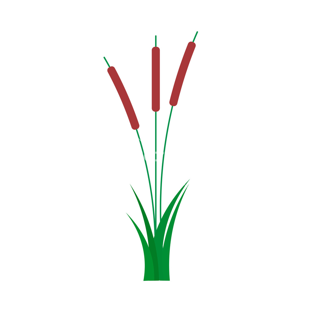 1000x1000 Reed Natural Wild Summer Flat Vector Bulrush Grass Isolated