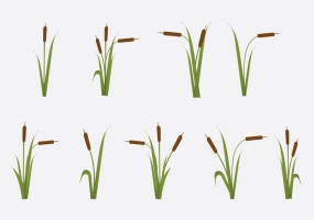 285x200 Reed Plant Free Vector Graphic Art Free Download