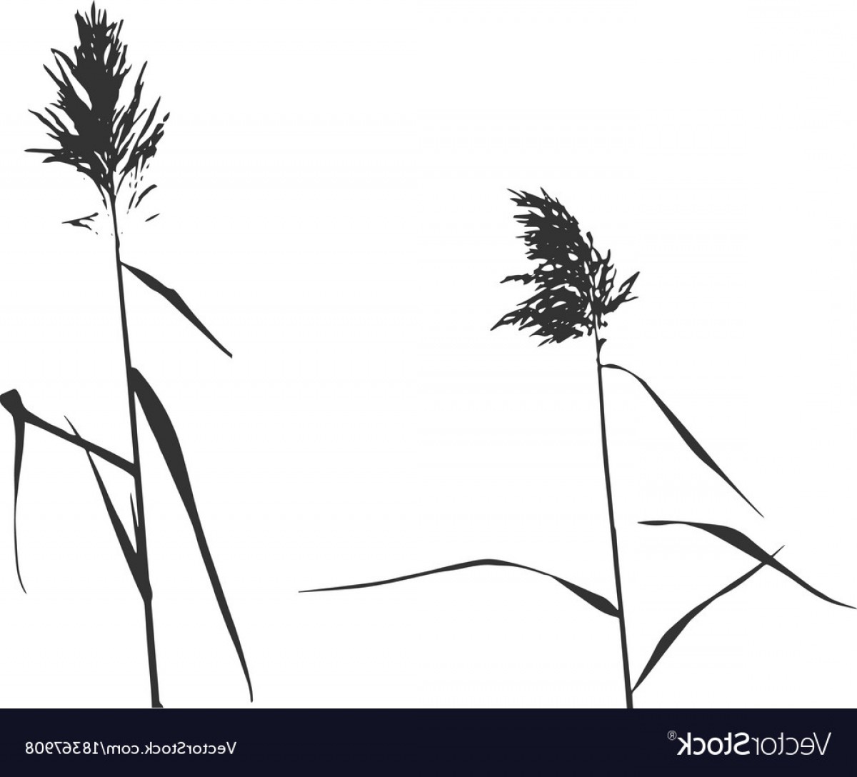 1200x1088 Silhouette Of Reed Bush Vector Hoodamathrun