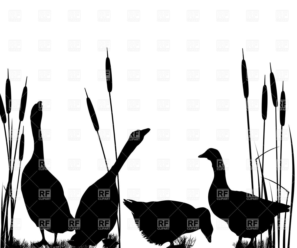 1200x1000 Silhouettes Of Gooses In Reed