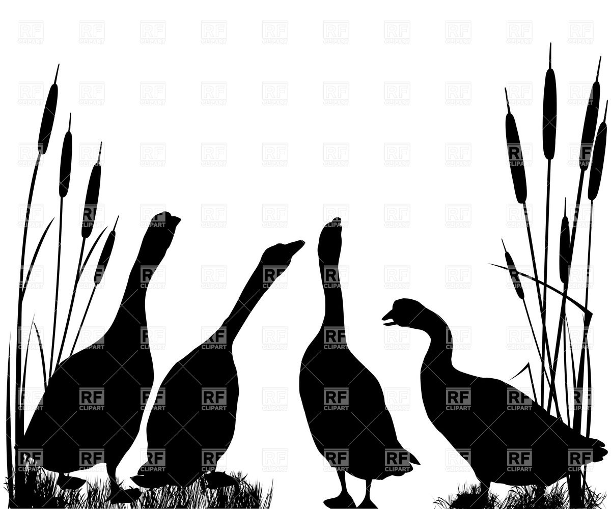 1200x1000 Silhouettes Of Gooses In Reed Vector Image Of Plants And Animals