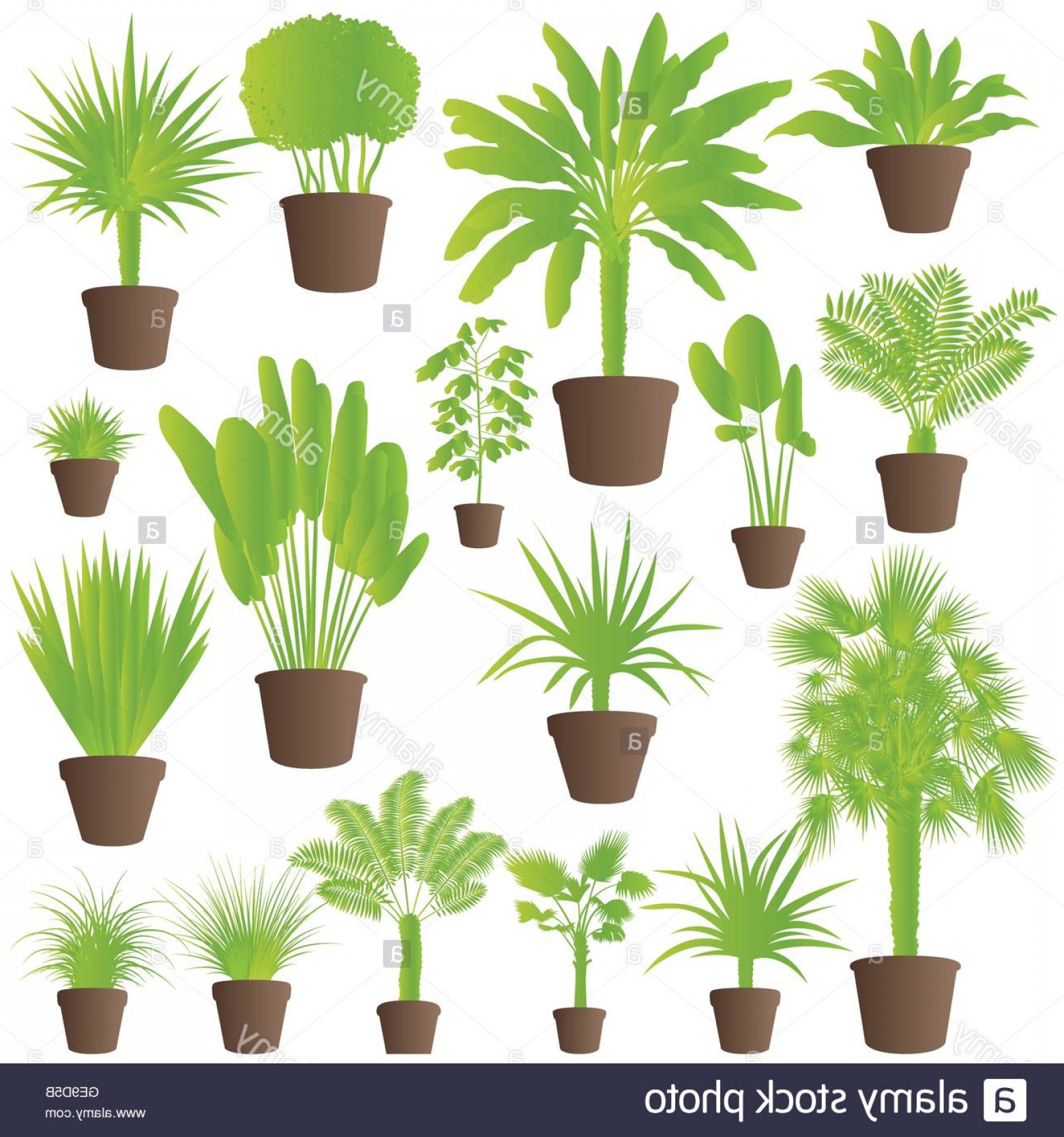 1560x1668 Stock Photo Exotic Jungle Bushes Grass Reed Palm Tree Wild Plants