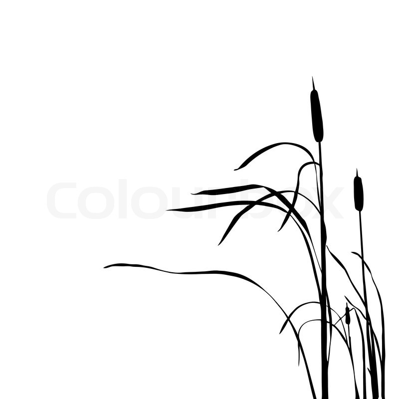 800x800 Vector Silhouette Of The Reed Isolated Stock Vector Colourbox