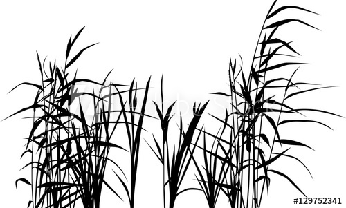 500x301 Group Of Reed Silhouettes Isolated On White