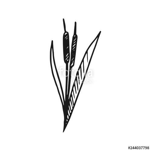 500x500 Reed Vector Doodle Sketch Isolated On White Background Stock