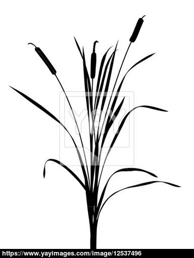384x512 Vector Illustration Of The Reed On White Background Image