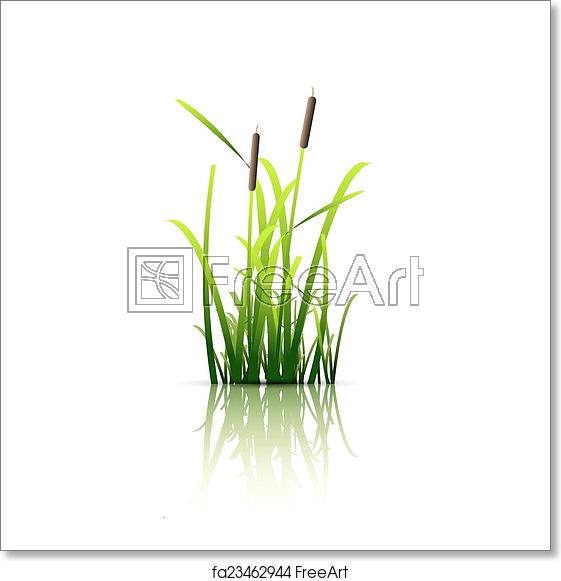 561x581 Free Art Print Of Grass Green Reed Grass Green Reed Vector