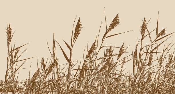 612x329 Marsh Grass Phragmites Australis Common Reed Vector Art