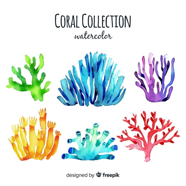 Reef Vectors, Photos And Free Download 626x626 Reef Vectors, Photos And Free Download