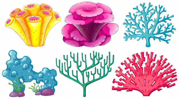 Different Type Of Coral Reef Vector Free Download 626x347 Different Type Of Coral Reef Vector Free Download