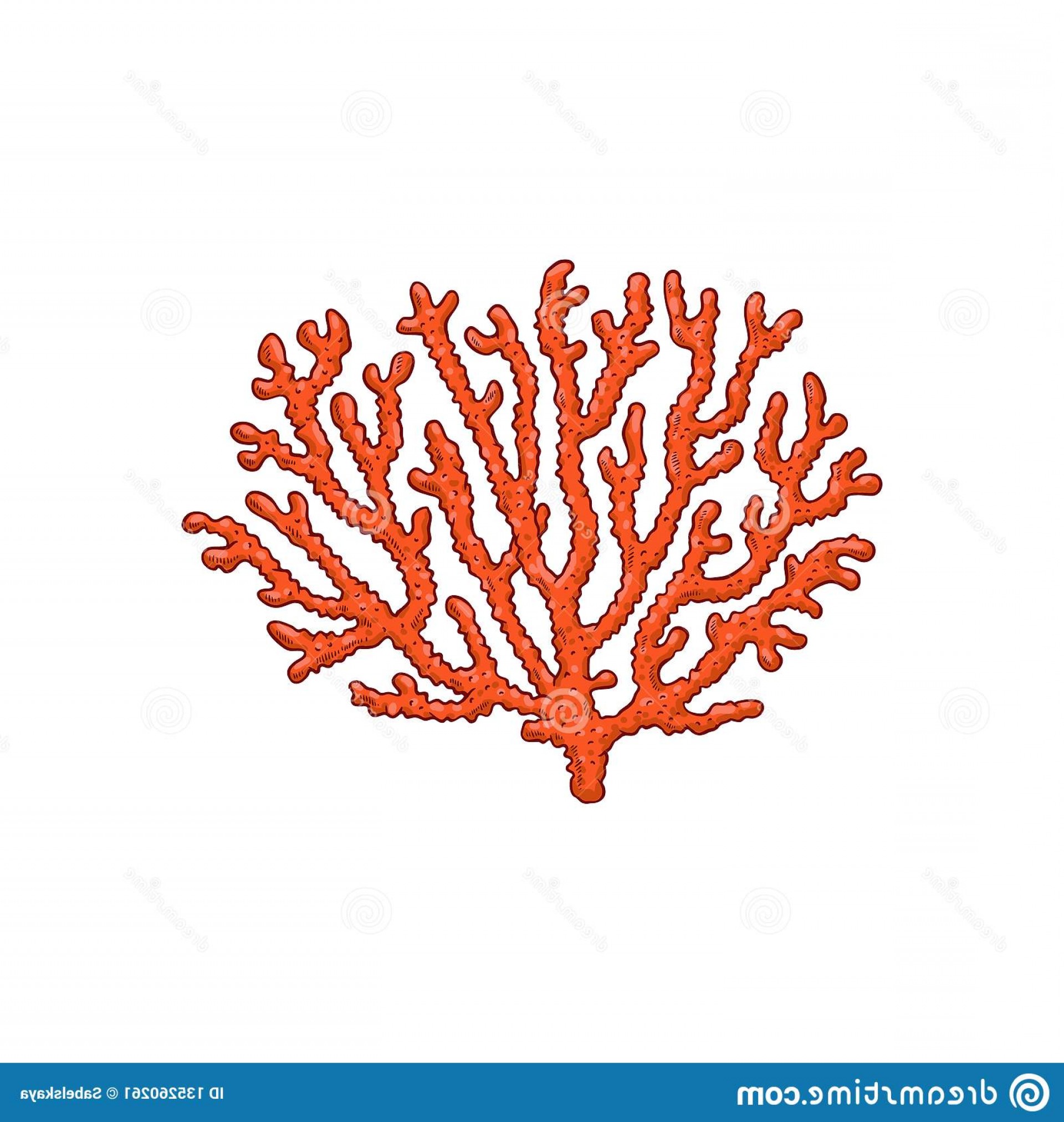 1920x2026 Vector Red Coral Underwater Plant Sketch Icon Tropical Branch