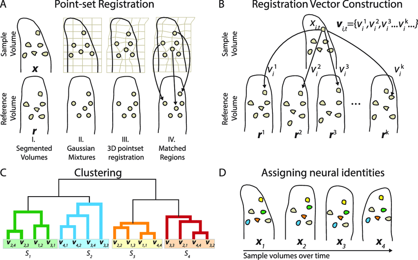850x529 Schematic Of Neuron Registration Vector Encoding