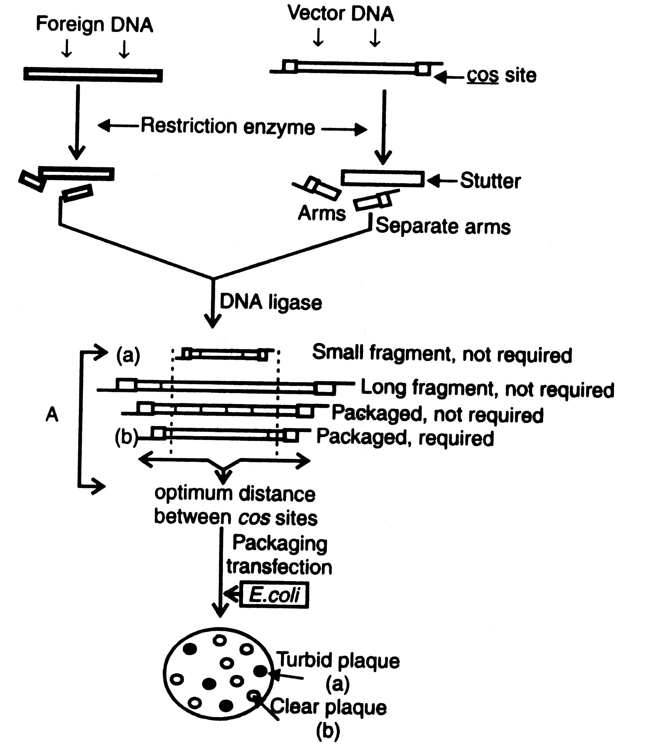 Cloning Vectors 2112x2436 Cloning Vectors