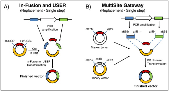 Construction Of Replacement Vectors Using Multisite Gateway 581x313 Construction Of Replacement Vectors Using Multisite Gateway