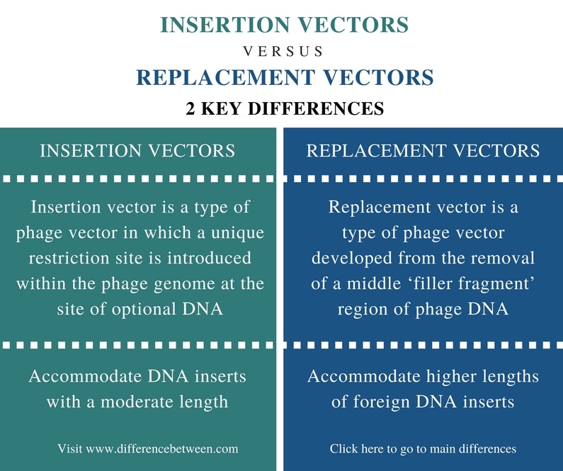 Difference Between Insertion And Replacement Vectors 795x665 Difference Between Insertion And Replacement Vectors