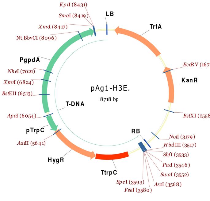 Efficient Four Fragment Cloning For The Construction Of Vectors 685x653 Efficient Four Fragment Cloning For The Construction Of Vectors