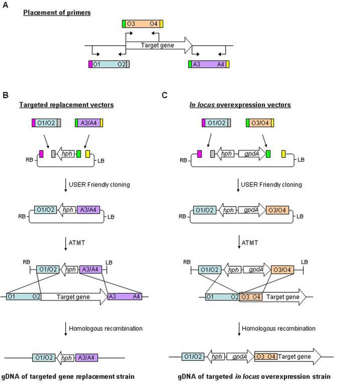 684x768 Experimental Setup