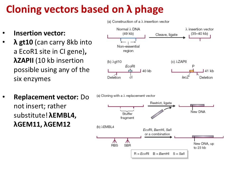 Fundamentals Of Genetic Engineering What Are Vectors Vectors 960x720 Fundamentals Of Genetic Engineering What Are Vectors Vectors