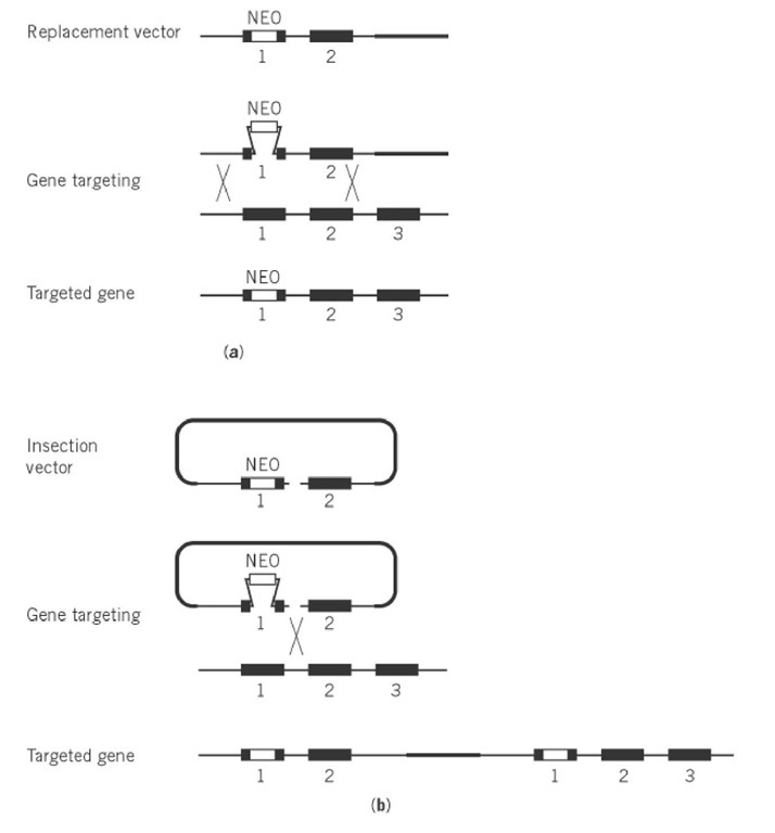 Gene Targeting Part 714x768 Gene Targeting Part