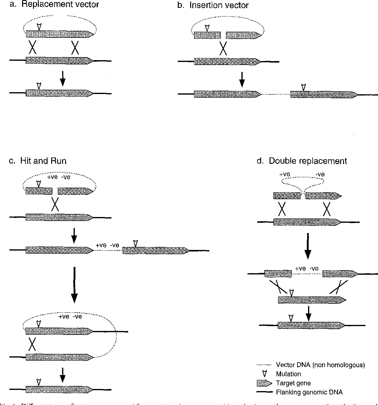 Gene Replacement 1248x1340 Gene Replacement