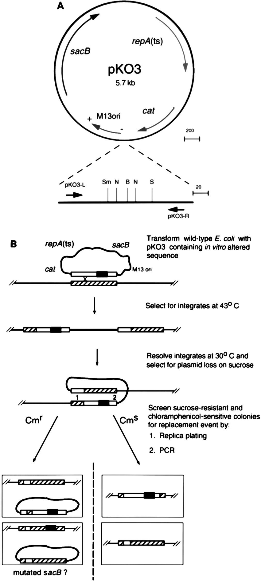 Gene Replacement Vector And Protocol 850x1887 Gene Replacement Vector And Protocol