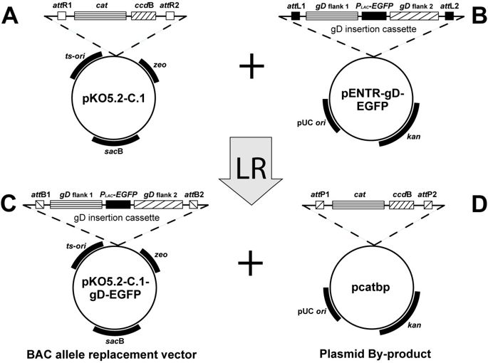 Incorporation Of A Lambda Phage Recombination System And Egfp 685x510 Incorporation Of A Lambda Phage Recombination System And Egfp