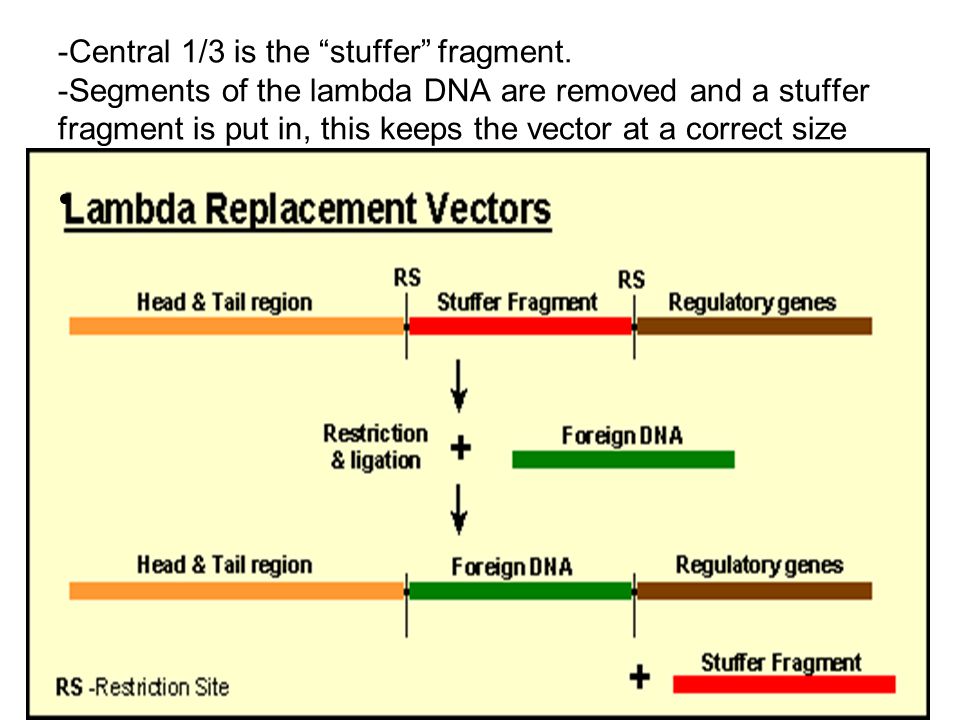Lambda Vectors And Their Replication 960x720 Lambda Vectors And Their Replication