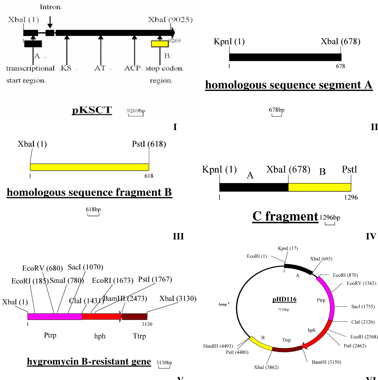 Pdf Construction Of A Replacement Vector To Disrupt Pksct Gene 1300x1306 Pdf Construction Of A Replacement Vector To Disrupt Pksct Gene